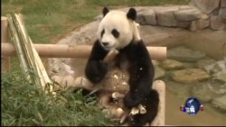 朝鲜半岛紧张 中韩熊猫外交