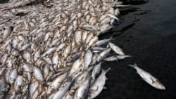 Thảm họa Formosa và thảm họa BP: so sánh để học kinh nghiệm Thảm họa Formosa và thảm họa BP: so sánh để học kinh nghiệm