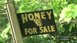 Бджоли заробляють для США 15 млрд на рік Бджоли заробляють для США 15 млрд на рік