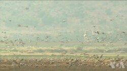 气候变化影响鸟类冬迁计划 气候变化影响鸟类冬迁计划