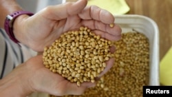 美国北达科他州科尔法克斯附近的家庭农场主检查大豆作物的质量。(2019年8月6日)