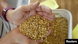 资料照片:美国北达科塔州的农民检查大豆的质量。(2019年8月6日)