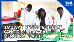 Ilmuwan Kenya Teliti Ulat yang Disebut Dapat Mengurai Plastik Ilmuwan Kenya Teliti Ulat yang Disebut Dapat Mengurai Plastik