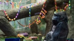 မင်္ဂလာမွေးနေ့ပါ မောျက်ဝံကြီး Colo မင်္ဂလာမွေးနေ့ပါ မောျက်ဝံကြီး Colo