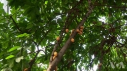 从可可树到巧克力:巧克力的变身之旅 从可可树到巧克力:巧克力的变身之旅