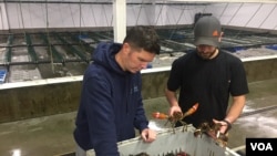 缅因海岸公司的员工在缅因州约克市的工厂检查龙虾。