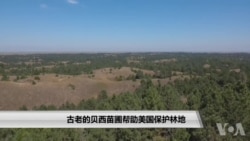 古老的贝西苗圃帮助美国保护林地 古老的贝西苗圃帮助美国保护林地