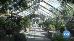VOA英语视频: 美国国家植物园庆祝两百周年纪念日 VOA英语视频: 美国国家植物园庆祝两百周年纪念日
