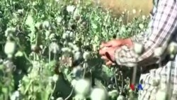 မအောင်မြင်သေးတဲ့ ဘိန်းအစားထိုးသီးနှံ စိုက်ပျိုးမှု မအောင်မြင်သေးတဲ့ ဘိန်းအစားထိုးသီးနှံ စိုက်ပျိုးမှု