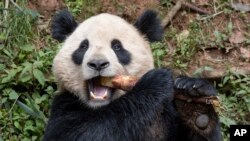 圣地亚哥动物园公布的照片显示大熊猫云川在中国四川省吃食物。(2024年4月25日)