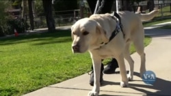 Як відбирають і навчають собак-поводирів. Відео Як відбирають і навчають собак-поводирів. Відео
