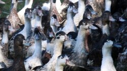 ကြက်ငှက်တုပ်ကွေး ကာကွယ်ဆွေး စသုံးဖို့ ပြင်သစ်ပြင်ဆင် ကြက်ငှက်တုပ်ကွေး ကာကွယ်ဆွေး စသုံးဖို့ ပြင်သစ်ပြင်ဆင်