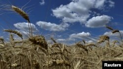 俄罗斯袭击乌克兰期间,乌克兰扎波罗热地区的小麦成熟。(2024年6月29日)
