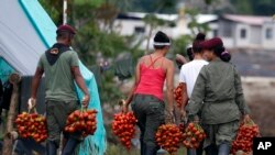 Rebels of Revolutionary Armed Forces of Colombia, FARC, harvest chontaduro or peach palm at their camp in La Carmelita near Puerto Asis in Colombia's southwestern state of Putumayo, Wednesday, March 1, 2017.