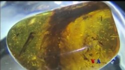 ပယင်းထဲက ဒိုင်နိုဆောရုပ်ကြွင်း ပယင်းထဲက ဒိုင်နိုဆောရုပ်ကြွင်း