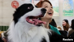 一名女子在上海一家餐馆里给自己的边牧宠物狗过春节年夜饭。(2025年1月25日)