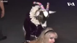 ခင်မင်တတ်တဲ့ ပွဲကြိုက်သူ ဆိတ်ပုလေးများ ခင်မင်တတ်တဲ့ ပွဲကြိုက်သူ ဆိတ်ပုလေးများ