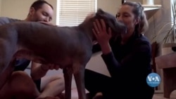 Все більше людей вирішують взяти собі собаку з притулку. Відео