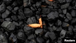 资料照:煤堆上的两片黄叶