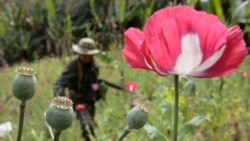 မြန်မာနဲ့ မူးယစ်ဆေးပြဿနာ မြန်မာနဲ့ မူးယစ်ဆေးပြဿနာ