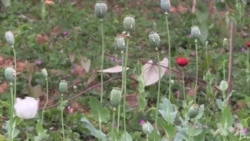 缅甸以咖啡代替罂粟 缅甸以咖啡代替罂粟