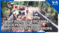 Sawit Indonesia Dicermati Pasca Penundaan UU Anti-Deforestasi Uni Eropa Sawit Indonesia Dicermati Pasca Penundaan UU Anti-Deforestasi Uni Eropa