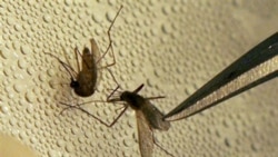 ဂျပန်ဦးနှောက်ရောင်ရောဂါ ပျံ့ပွားမှု ဂျပန်ဦးနှောက်ရောင်ရောဂါ ပျံ့ပွားမှု