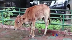 COVID-19 ကာကွယ်ဆေးနဲ့ ကြက်၊ နွား အကျိုးခံစားခွင့် COVID-19 ကာကွယ်ဆေးနဲ့ ကြက်၊ နွား အကျိုးခံစားခွင့်