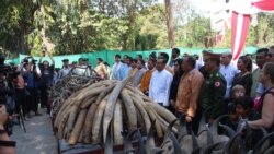 မြန်မာ့တောဆင်ရိုင်း သတ်ဖြတ်မှု နှစ် ၃ဝ အတွင်း မျိုးပြုန်းနိုင် မြန်မာ့တောဆင်ရိုင်း သတ်ဖြတ်မှု နှစ် ၃ဝ အတွင်း မျိုးပြုန်းနိုင်