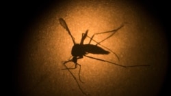 Hỏi đáp Y học: Virút zika Hỏi đáp Y học: Virút zika