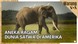 Warung VOA: Aneka Ragam Dunia Satwa di Amerika Warung VOA: Aneka Ragam Dunia Satwa di Amerika