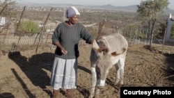 马谢勒说, “我们爱我们的驴子们,因为他们是我们唯一的收入来源。” “没有了他们,我们就没饭吃了。” (美国之音卡西姆拍摄)