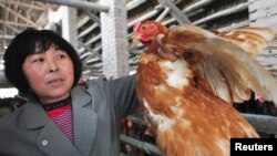 2013年4月1日,中国山东省邹平县北范村一名养鸡场厂的农民在查看鸡的情况。