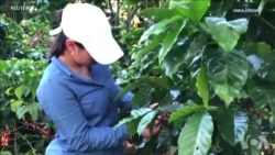 运用区块链技术管理咖啡种植进口和烘焙 运用区块链技术管理咖啡种植进口和烘焙