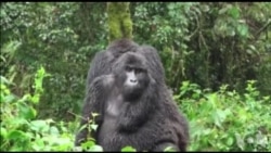 世界超过半数灵长类动物濒临灭绝 世界超过半数灵长类动物濒临灭绝